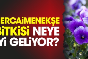 hercaimenekse-bitkisi-neye-l-geliyor-E5N7EeLa.jpg