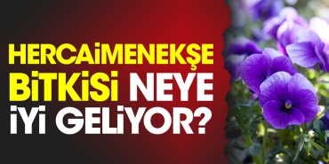 hercaimenekse-bitkisi-neye-l-geliyor-E5N7EeLa.jpg