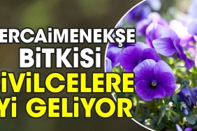 hercaimenekse-bitkisi-sivilcelere-uygun-geliyor-6NJ25Rbm.jpg
