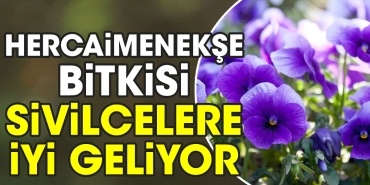 hercaimenekse-bitkisi-sivilcelere-uygun-geliyor-6NJ25Rbm.jpg