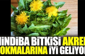 hindiba-bitkisi-akrep-sokmalarina-guzel-geliyor-uEWgmhY5.jpg