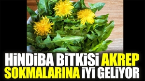hindiba-bitkisi-akrep-sokmalarina-guzel-geliyor-uEWgmhY5.jpg