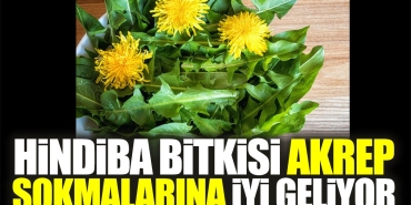 hindiba-bitkisi-akrep-sokmalarina-guzel-geliyor-uEWgmhY5.jpg