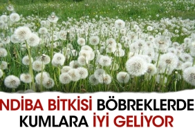 hindiba-bitkisi-bobreklerdeki-kumlara-l-geliyor-RWk39hgW.jpg
