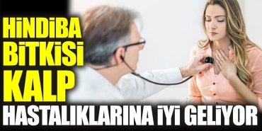 hindiba-bitkisi-kalp-hastaliklarina-duzgun-geliyor-b1dYqLqu.jpg