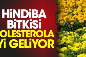 hindiba-bitkisi-kolesterola-duzgun-geliyor-DLEFlHWh.jpg