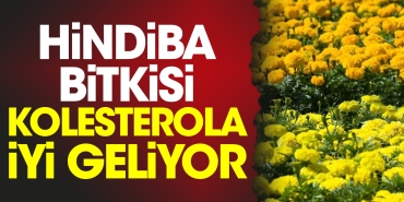 hindiba-bitkisi-kolesterola-duzgun-geliyor-DLEFlHWh.jpg