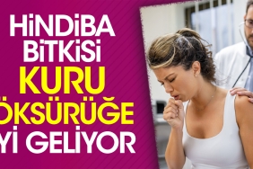 hindiba-bitkisi-kuru-oksuruge-duzgun-geliyor-QBMw7YbT.jpg