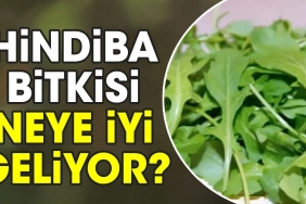 hindiba-bitkisi-neye-l-geliyor-31raVYC7.jpg