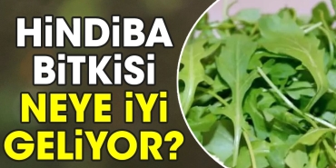 hindiba-bitkisi-neye-l-geliyor-31raVYC7.jpg