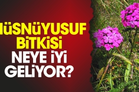 husnuyusuf-bitkisi-neye-uygun-geliyor-6LyrJK45.jpg