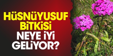 husnuyusuf-bitkisi-neye-uygun-geliyor-6LyrJK45.jpg