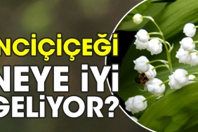 incicicegi-neye-yeterli-geliyor-zOgGrhzT.jpg