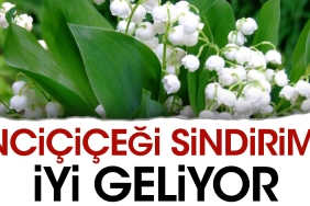 incicicegi-sindirime-uygun-geliyor-hENUZZKr.jpg