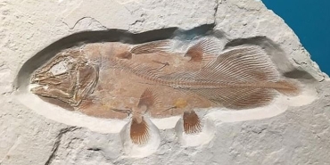ingilterede-66-milyon-yillik-balik-fosili-bulundu-vVezyK3g.jpg