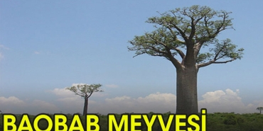 iste-baobab-meyvesi-SaAHACV5.jpg