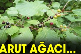 iste-barut-agacinin-faydalari-ZtDTD47A.jpg