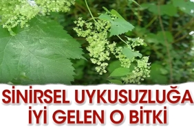 iste-sinirsel-uykusuzluga-uygun-gelen-bitkiler-FrAsk8XX.jpg