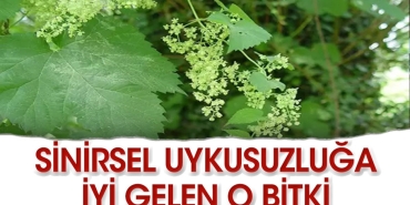 iste-sinirsel-uykusuzluga-uygun-gelen-bitkiler-FrAsk8XX.jpg