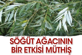 iste-sogut-agacinin-harikulade-tesirleri-pbThp3q6.jpg