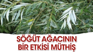 iste-sogut-agacinin-harikulade-tesirleri-pbThp3q6.jpg