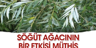 iste-sogut-agacinin-harikulade-tesirleri-pbThp3q6.jpg