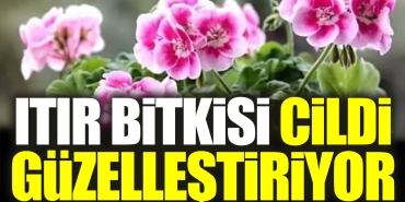 itir-bitkisi-cildi-guzellestiriyor-61URMUXM.jpg