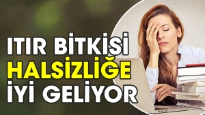 itir-bitkisi-halsizlige-duzgun-geliyor-A5B6cSN8.jpg