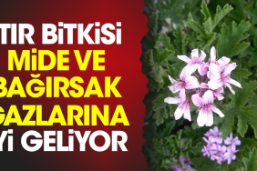 itir-bitkisi-mide-ve-bagirsak-gazlarina-l-geliyor-HmgmhETa.jpg