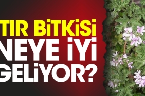 itir-bitkisi-neye-uygun-geliyor-DwJJlaVb.jpg