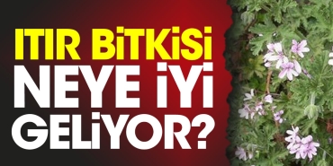 itir-bitkisi-neye-uygun-geliyor-DwJJlaVb.jpg
