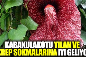 kabakulakotu-yilan-ve-akrep-sokmalarina-yeterli-geliyor-UtDTAHEu.jpg