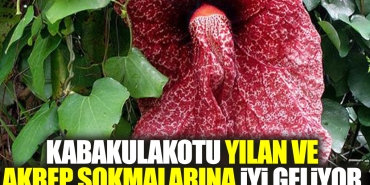 kabakulakotu-yilan-ve-akrep-sokmalarina-yeterli-geliyor-UtDTAHEu.jpg