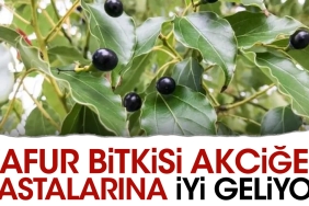 kafur-bitkisi-akciger-hastalarina-guzel-geliyor-lBa761xU.jpg