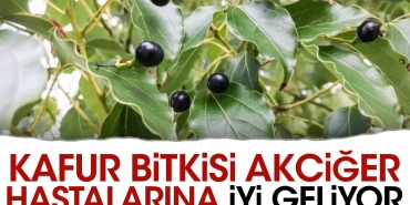 kafur-bitkisi-akciger-hastalarina-guzel-geliyor-lBa761xU.jpg