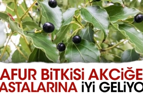 kafur-bitkisi-kalp-yetersizligine-uygun-geliyor-AQnKAdGV.jpg