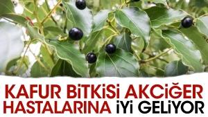 kafur-bitkisi-kalp-yetersizligine-uygun-geliyor-AQnKAdGV.jpg
