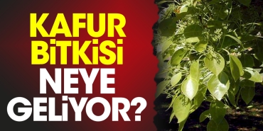 kafur-bitkisi-neye-geliyor-LCeeh7FP.jpg