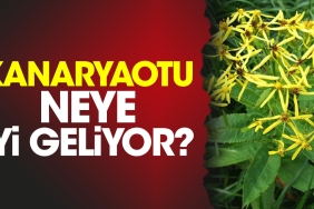kanaryaotu-neye-l-geliyor-39Gcl8mI.jpg