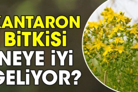 kantaron-bitkisi-neye-yeterli-geliyor-bTYgrDeI.jpg