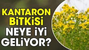 kantaron-bitkisi-neye-yeterli-geliyor-bTYgrDeI.jpg