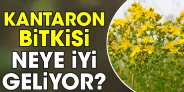 kantaron-bitkisi-neye-yeterli-geliyor-bTYgrDeI.jpg