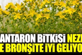 kantaron-bitkisi-nezle-ve-bronsite-duzgun-geliyor-TLHLQ44E.jpg