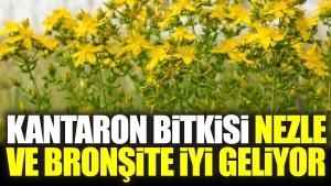 kantaron-bitkisi-nezle-ve-bronsite-duzgun-geliyor-TLHLQ44E.jpg