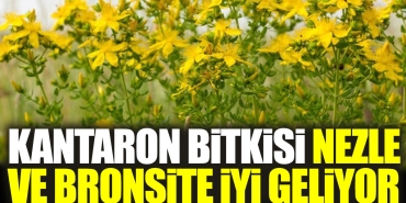 kantaron-bitkisi-nezle-ve-bronsite-duzgun-geliyor-TLHLQ44E.jpg