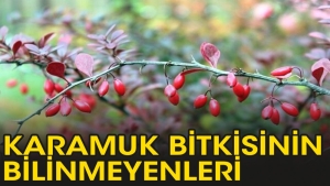 karamuk-bitkisi-ne-ise-fayda-YVe7Ytci.jpg