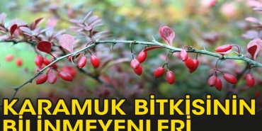 karamuk-bitkisi-ne-ise-fayda-YVe7Ytci.jpg