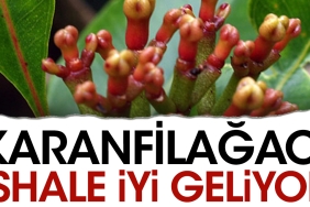 karanfilagaci-ishale-duzgun-geliyor-BC4hwBET.jpg