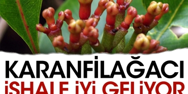 karanfilagaci-ishale-duzgun-geliyor-BC4hwBET.jpg
