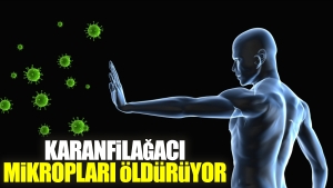 karanfilagaci-mikroplari-olduruyor-M78qlCnl.jpg